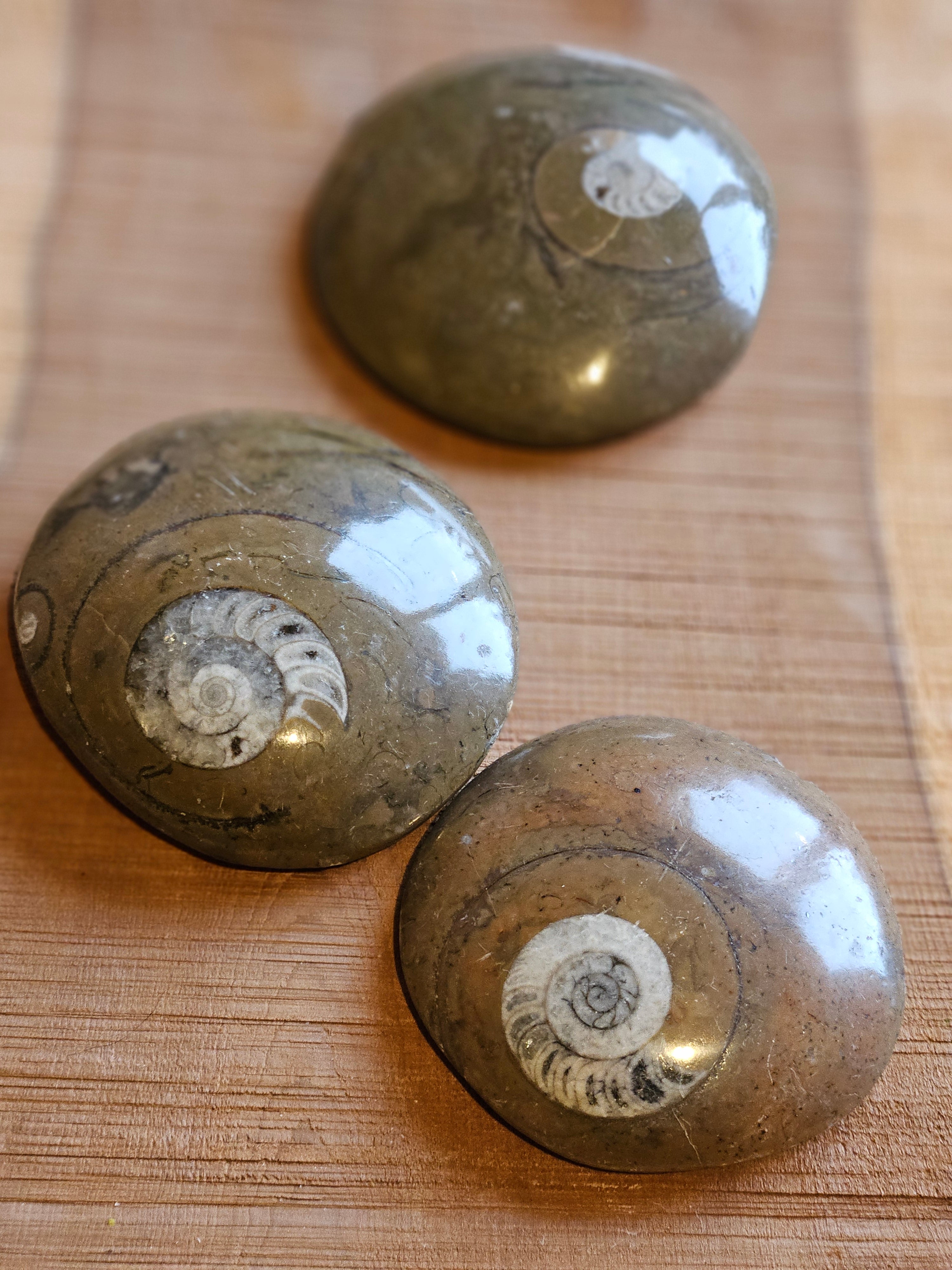 Three polished ammonite fossils on a wooden surface