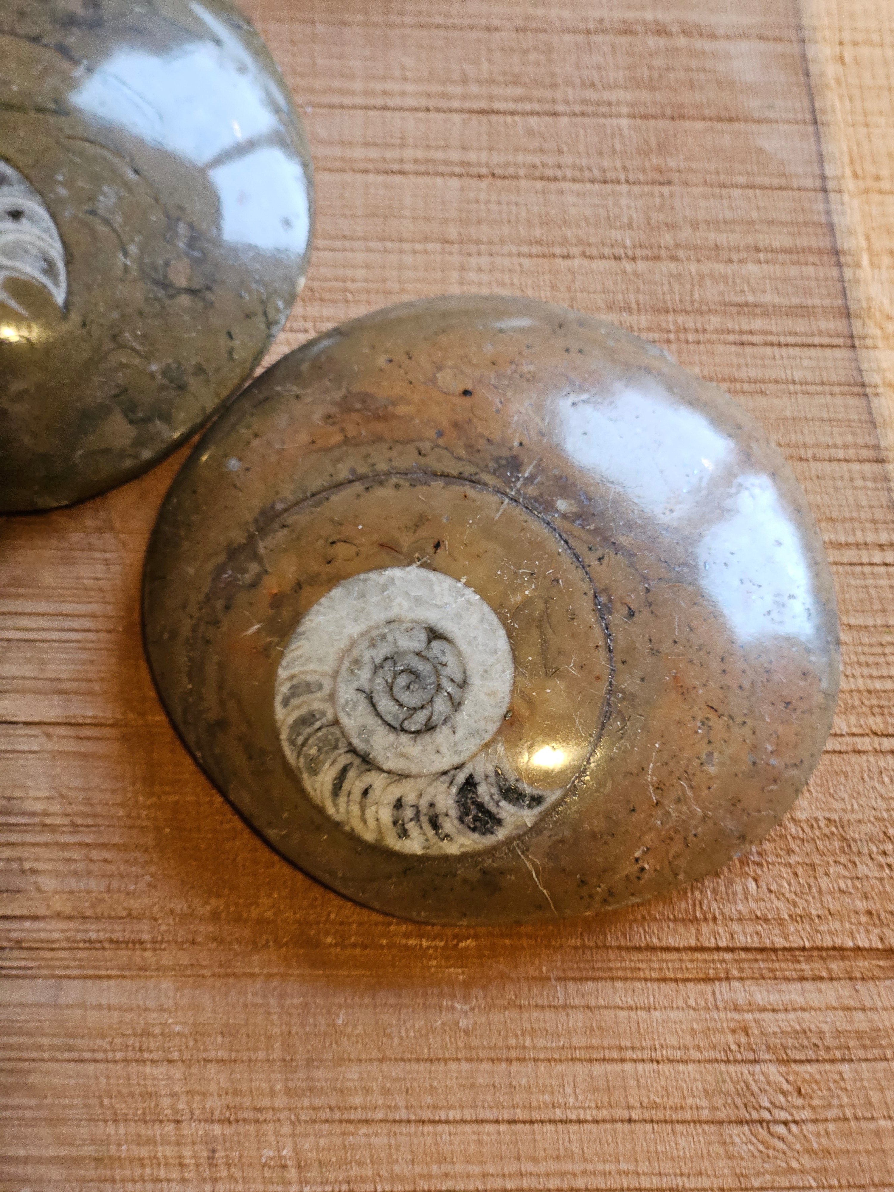 Ammonite From Atlas Mountains Morocco