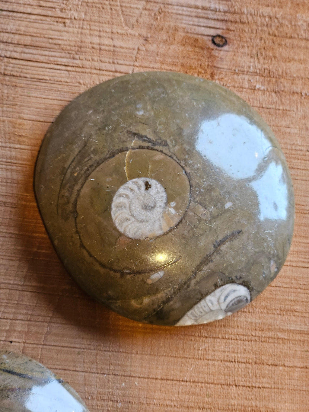 Ammonite From Atlas Mountains Morocco