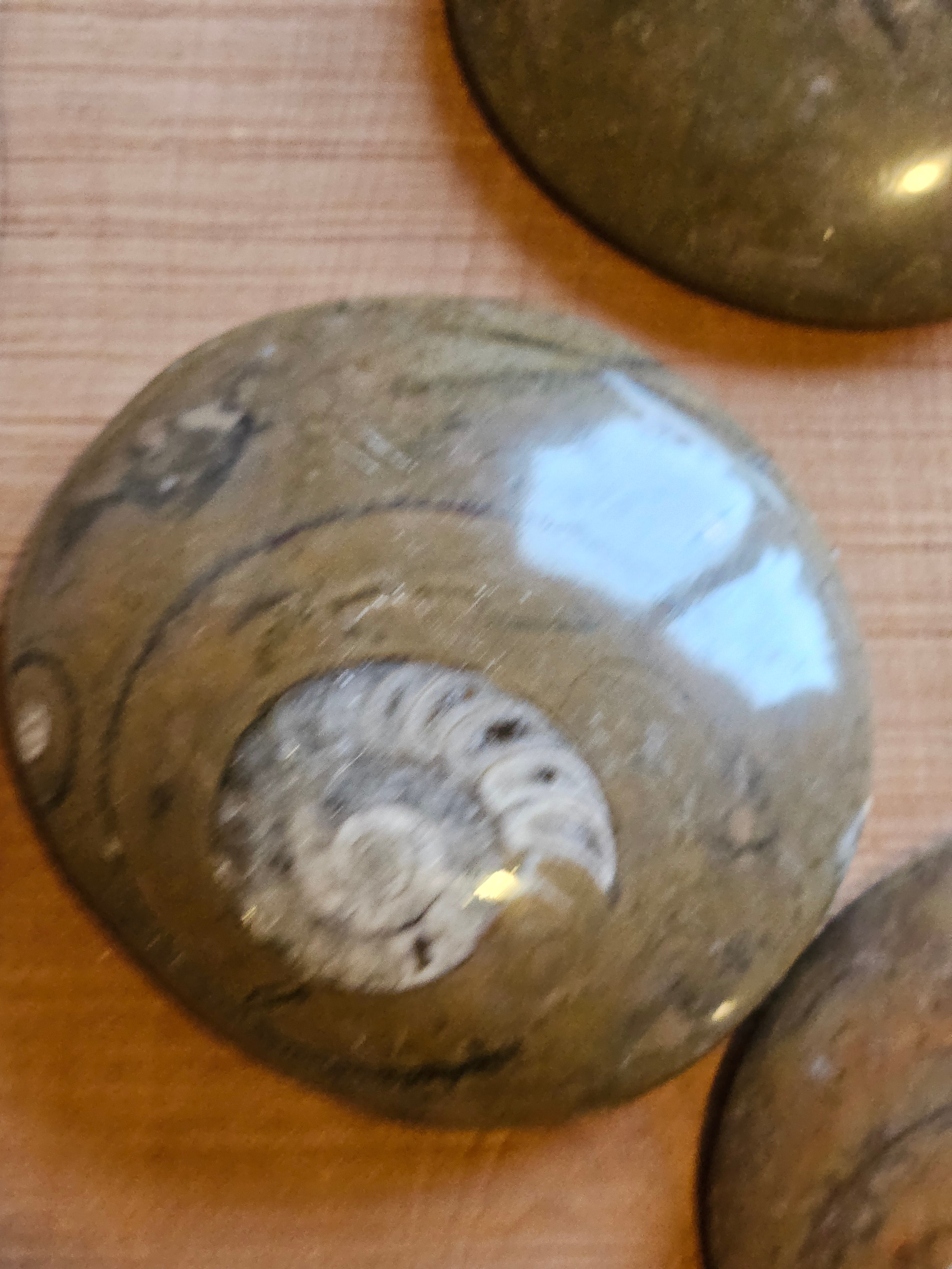 Ammonite From Atlas Mountains Morocco